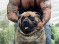 zdog สุนัขตัวใหญ่ที่สุดโลก